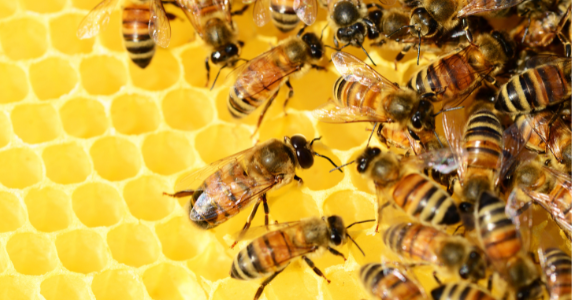 The Truth About Honey